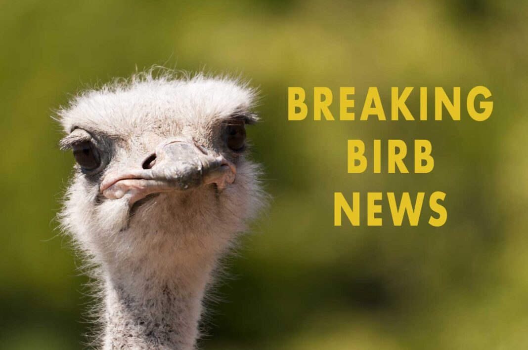 birb.jpg