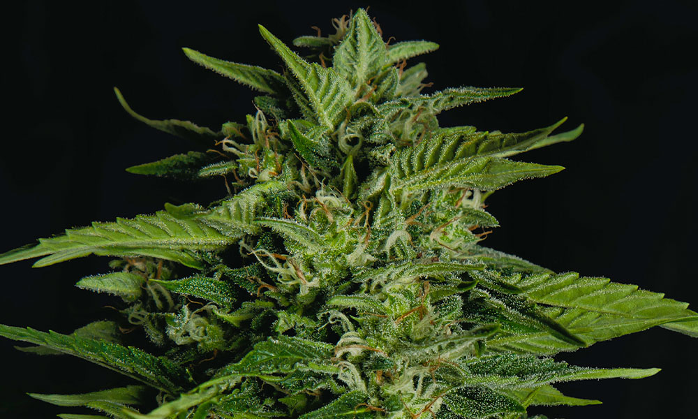 Royal Queen Seeds F1 Hybrid Seeds