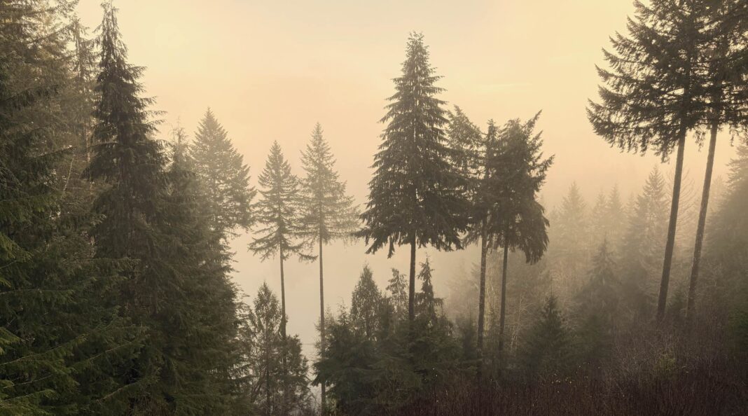 To Struggle Is to Remember : January 18: Day of the Forest Defender